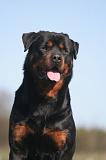 ROTTWEILER 630